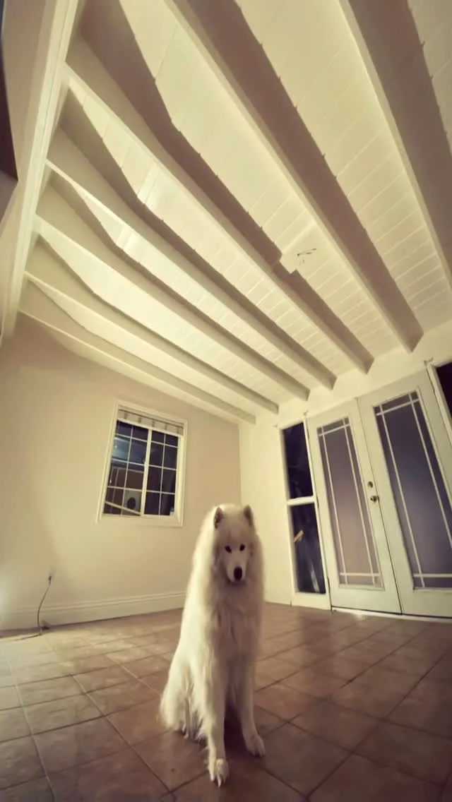 Shiplap Ceiling Restoration